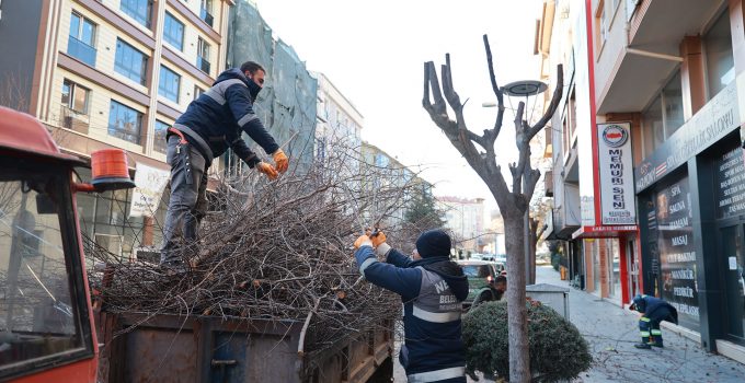 Belediye Ekipleri Kışlık Budama çalışmalarına devam diyor