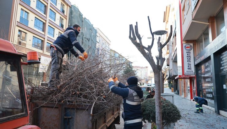 Belediye Ekipleri Kışlık Budama çalışmalarına devam diyor